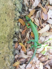 Emoia sanfordi