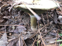 Lactarius chelidonium