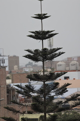 Araucaria heterophylla
