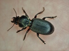 Mecodema moniliferum