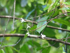 Ischnosiphon centricifolius