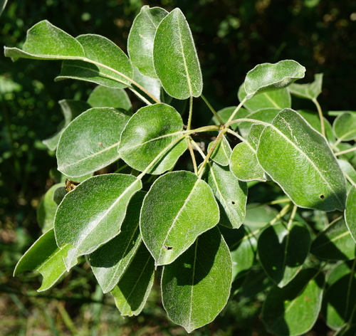 Pyrus nivalis (Pyrus nivalis)