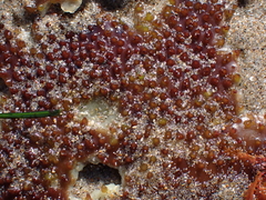 Chondracanthus