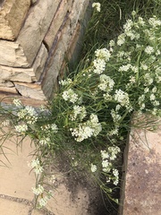 Asclepias subverticillata