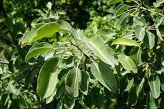 Pyrus nivalis