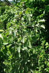 Pyrus nivalis