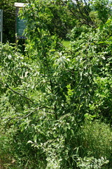 Pyrus nivalis