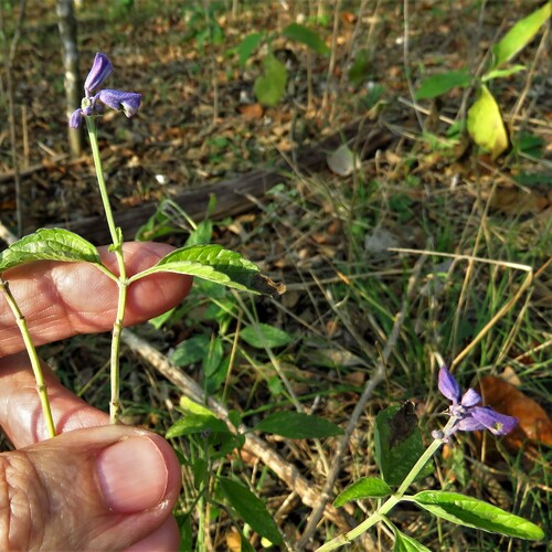 Salvia farinacea