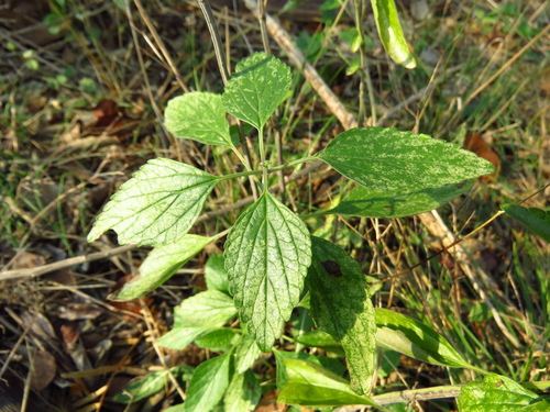 Salvia farinacea