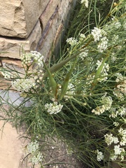 Asclepias subverticillata