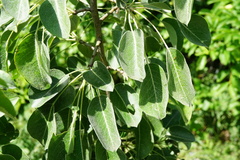 Pyrus nivalis