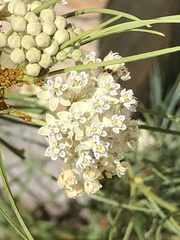 Asclepias subverticillata