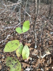 Vaccinium arboreum