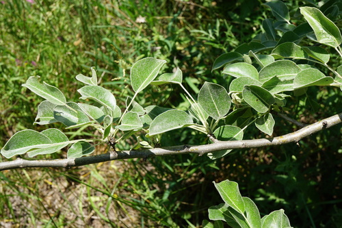 Pyrus nivalis, photograph 6