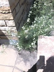 Asclepias subverticillata