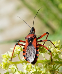 Rhynocoris iracundus