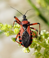 Rhynocoris iracundus