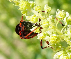 Rhynocoris iracundus