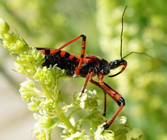 Rhynocoris iracundus