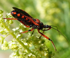 Rhynocoris iracundus