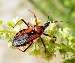 Rhynocoris iracundus