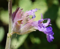 Nepeta racemosa