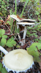 Stropharia ambigua