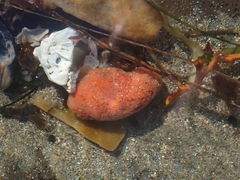 Aplidium californicum