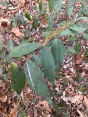 Gelsemium sempervirens