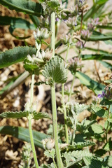 Nepeta racemosa