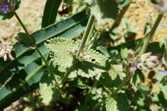 Nepeta racemosa