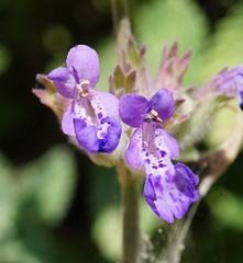 Nepeta racemosa