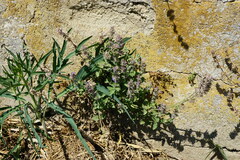 Nepeta racemosa