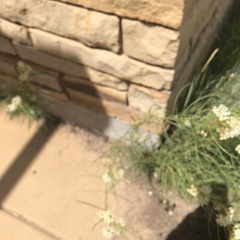 Asclepias subverticillata