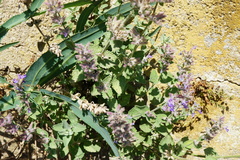 Nepeta racemosa