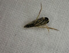 Anisops
