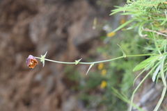 Calochortus marcellae
