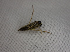 Anisops