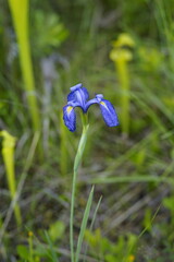 Iris tridentata