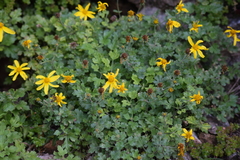 Coreopsis queretarensis