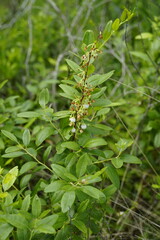 Zenobia pulverulenta