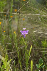 Calopogon tuberosus