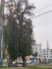 Podranea ricasoliana