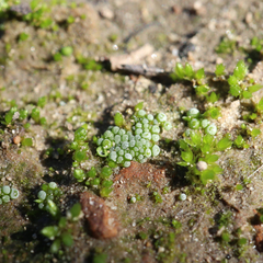 Botrydium granulatum