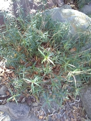 Asclepias angustifolia