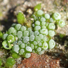 Botrydium granulatum