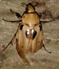 Ancognatha