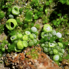 Botrydium granulatum