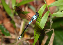 Diphlebia euphoeoides