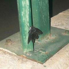 Polyphaga aegyptiaca
